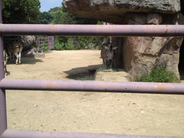 王子動物園のチャップマンシマウマ