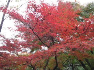 龍安寺の紅葉。