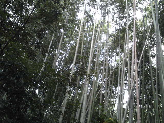 京都嵐山の代表的な観光名所のひとつとして知られる竹林の道