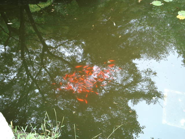 緋鯉が泳ぐ池