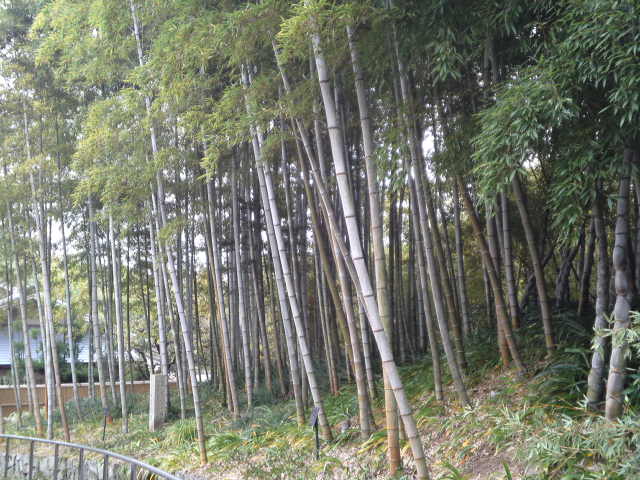 竹林です。