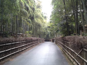 竹林を日帰りで見たくて京都市洛西竹林公園へ。
