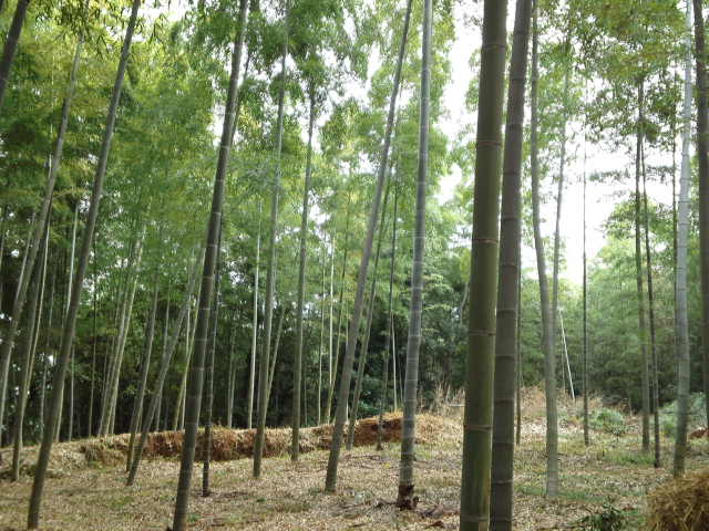 竹林です