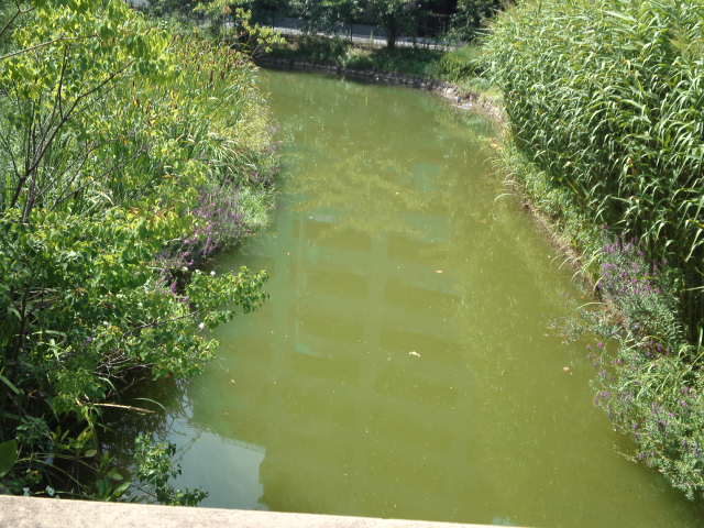 写真は桃ヶ池の真ん中の公園を抜けたところを少し歩いた場所から見える池