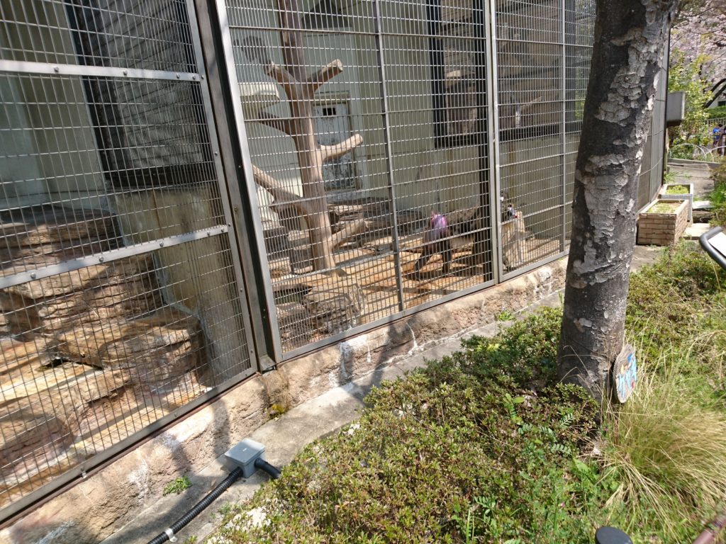 天王寺動物園へ遊びに行って目の前でマンドリルを見る