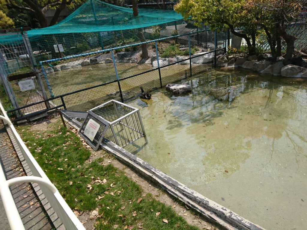 天王寺動物園のヒオドシジュウケイ