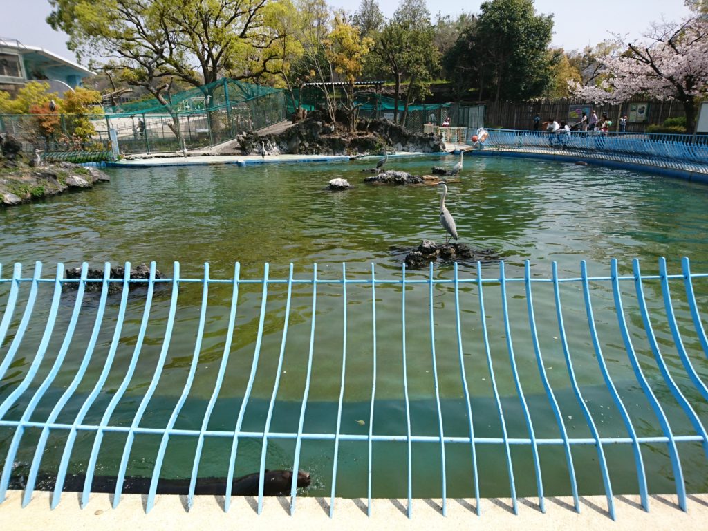 天王寺動物園のモモイロペリカンとペリカンが泳いでる池。