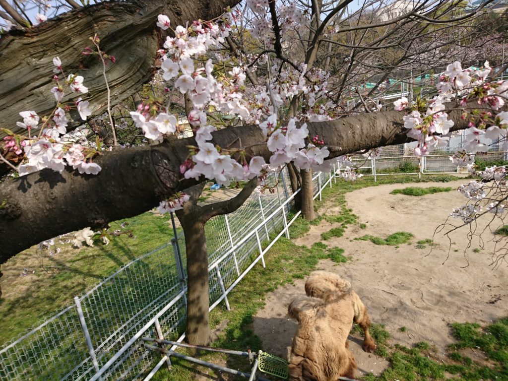 桜の咲く季節の天王寺動物園