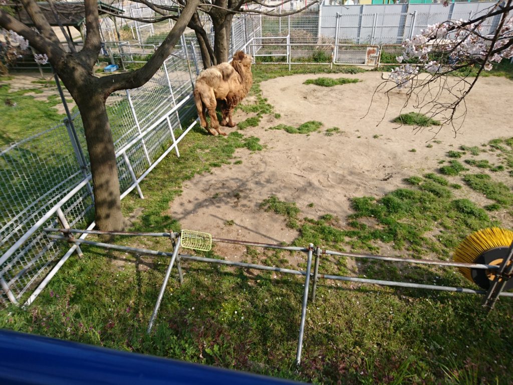 天王寺動物園のフタコブラクダ