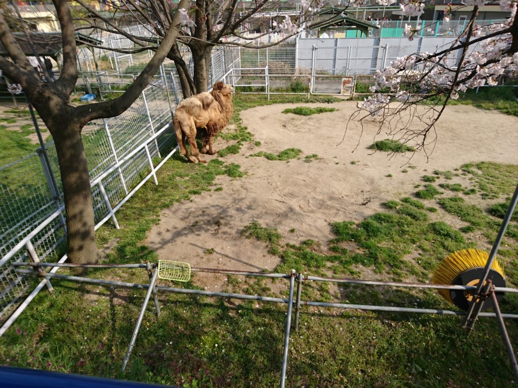 天王寺動物園（大阪市天王寺区）にいるフタコブラクダ。