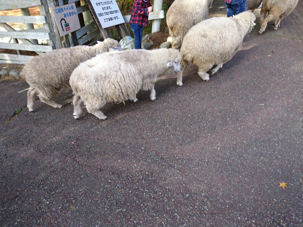 六甲山牧場の羊です。