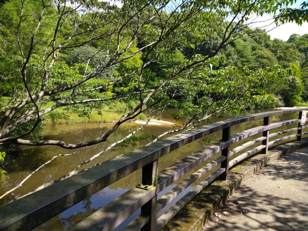 甲山森林公園内・みくるま池の浅瀬の小川付近