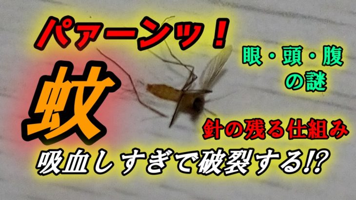 パァーンッ！蚊は吸血しすぎで破裂する！？針の残る仕組みと眼・頭・腹の謎