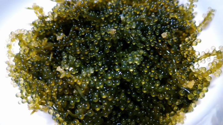 海ブドウは海藻じゃない！？プチプチ成分とクビレズタな単細胞